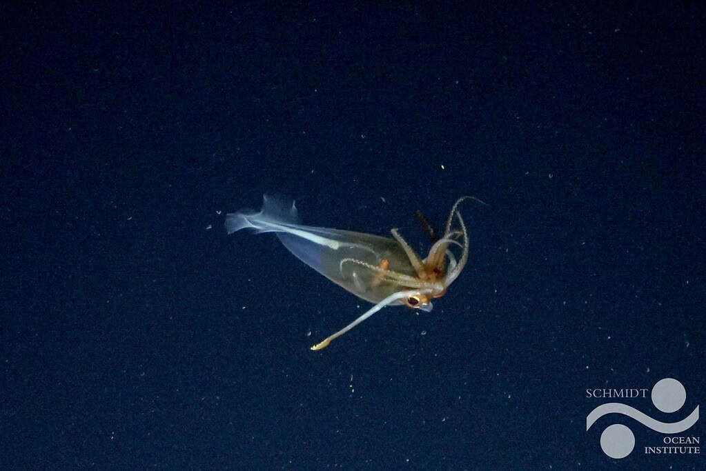 This is the first confirmed footage of the glacial glass squid, Galiteuthis glacialis.